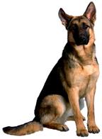 Description: http://www.cutepuppiesforsale.net/wp-content/uploads/2010/05/German-Shepherd-For-Sale.jpg