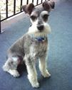 Description: http://lolosad.com/wp-content/uploads/2008/01/schnauzer_3.jpg