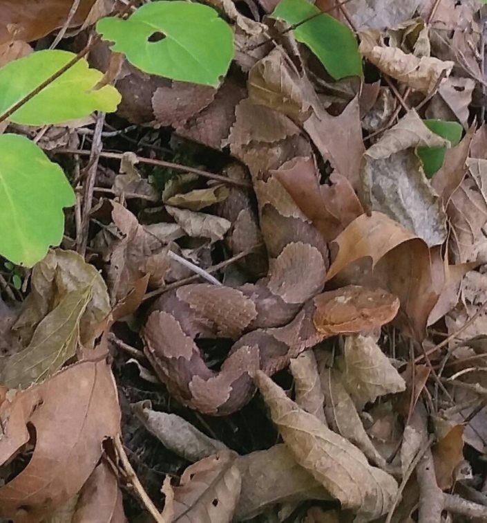 Photo of a Copperhead Snake